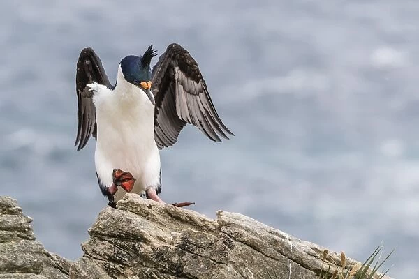Adult imperial shag (Phalacrocorax atriceps) landing at nest site on New Island, Falkland Islands, U. K. Overseas Protectorate, South America