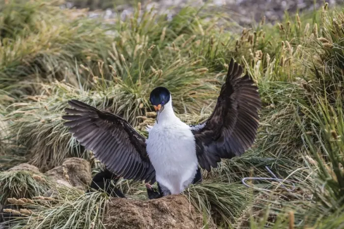 Framed Print : Adult imperial shag (Phalacrocorax atriceps) landing at nest site on New Island, Falkland Islands, U. K. Overseas Protectorate, South America Framed Print : Adult imperial shag (Phalacrocorax atriceps) landing at nest site on New Island, Falkland Islands, U. K. Overseas Protectorate, South America