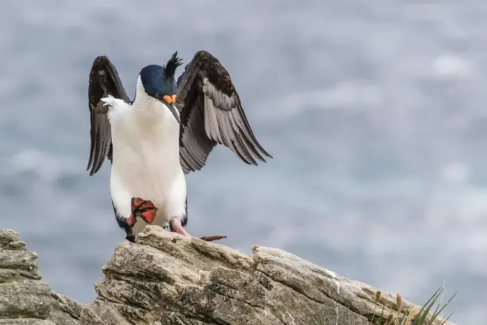 Framed Print : Adult imperial shag (Phalacrocorax atriceps) landing at nest site on New Island, Falkland Islands, U. K. Overseas Protectorate, South America Framed Print : Adult imperial shag (Phalacrocorax atriceps) landing at nest site on New Island, Falkland Islands, U. K. Overseas Protectorate, South America