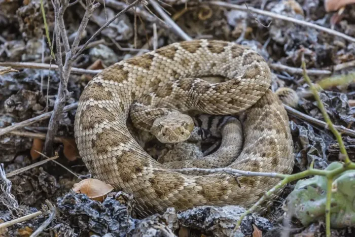 Framed Print : Adult Isla Catalina rattleless rattlesnake (Crotalus catalinensis) in its brown color variation, Isla Santa Catalina, Baja California Sur, Mexico, North America