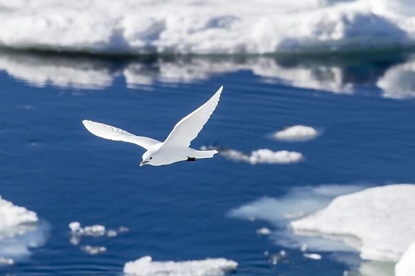 Adult ivory gull (Pagophila eburnea), Bear Sound, Spitsbergen Island, Svalbard, Norway, Scandinavia, Europe