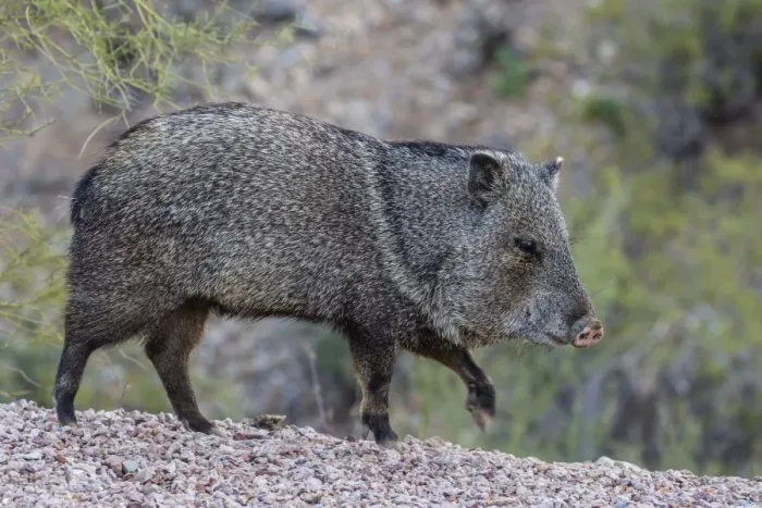 Framed Print : Adult javalina (collared peccary) (Pecari tajacu) in the Sonoran Desert suburbs of Tucson Framed Print : Adult javalina (collared peccary) (Pecari tajacu) in the Sonoran Desert suburbs of Tucson