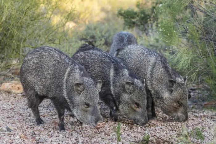 Framed Print : Adult javalinas (collared peccary) (Pecari tajacu) in the Sonoran Desert suburbs of Tucson Framed Print : Adult javalinas (collared peccary) (Pecari tajacu) in the Sonoran Desert suburbs of Tucson