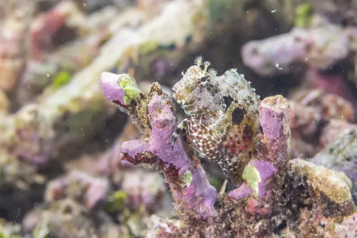 Framed Print : An adult jeweled blenny (Salarias fasciatus), off Bangka Island, near Manado, Sulawesi, Indonesia, Southeast Asia, Asia