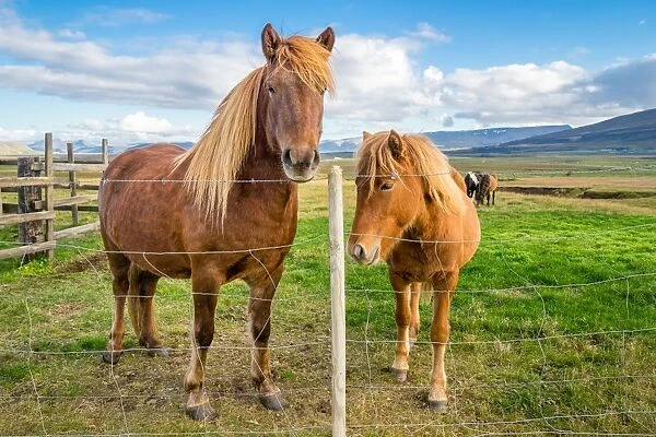 An adult and juvenile Icelandic horse in a field in rural Iceland, Polar Regions