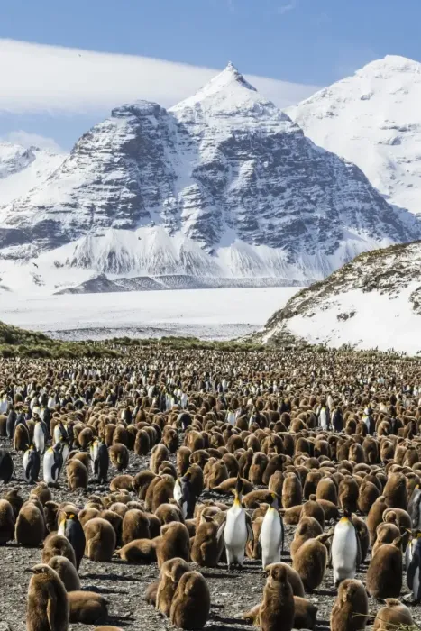 Framed Print : Adult and juvenile king penguins (Aptenodytes patagonicus), at breeding colony at Salisbury Plain