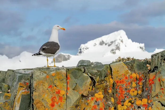 Framed Print : Adult kelp gull (Larus dominicanus), nesting on lichen covered rocks on Half Moon Island in Antarctica, Southern Ocean, Polar Regions Framed Print : Adult kelp gull (Larus dominicanus), nesting on lichen covered rocks on Half Moon Island in Antarctica, Southern Ocean, Polar Regions