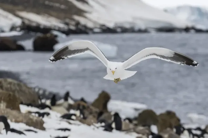 Framed Print : Adult kelp gull (Larus dominicanus) in flight at Brown Bluff, Antarctic Sound, Antarctica Framed Print : Adult kelp gull (Larus dominicanus) in flight at Brown Bluff, Antarctic Sound, Antarctica