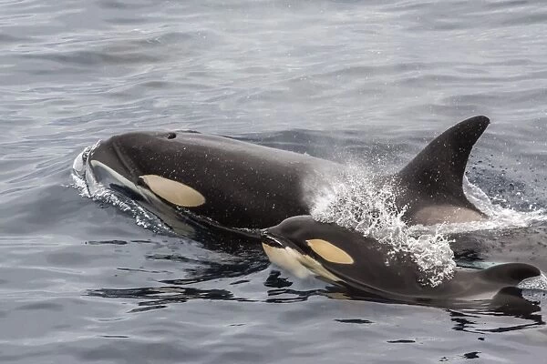 An adult killer whale (Orcinus orca) surfaces next to a calf off the Cumberland Peninsula, Baffin Island, Nunavut, Canada, North America