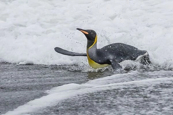 Adult king penguin (Aptenodytes patagonicus) returning from sea at St. Andrews Bay