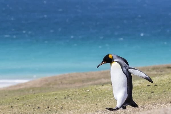 Adult king penguin (Aptenodytes patagonicus) on the grassy slopes of Saunders Island