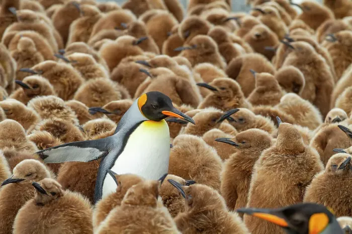 Framed Print : Adult king penguin (Aptenodytes patagonicus) amongst chicks at breeding colony at Gold Harbour, South Georgia Island, Polar Regions Framed Print : Adult king penguin (Aptenodytes patagonicus) amongst chicks at breeding colony at Gold Harbour, South Georgia Island, Polar Regions