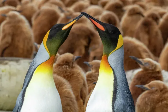 Framed Print : Adult king penguin (Aptenodytes patagonicus) amongst chicks at breeding colony at Gold Harbour, South Georgia Island, Polar Regions Framed Print : Adult king penguin (Aptenodytes patagonicus) amongst chicks at breeding colony at Gold Harbour, South Georgia Island, Polar Regions