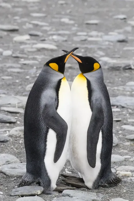 Framed Print : Adult king penguin pair (Aptenodytes patagonicus) at breeding colony at Gold Harbor Framed Print : Adult king penguin pair (Aptenodytes patagonicus) at breeding colony at Gold Harbor