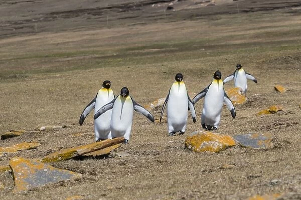 Adult king penguins (Aptenodytes patagonicus) on the grassy slopes of Saunders Island