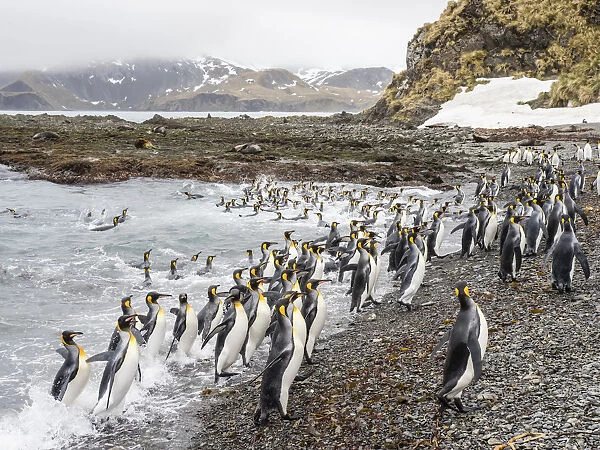 Adult king penguins, Aptenodytes patagonicus, leaving the sea after feeding in Right Whale Bay