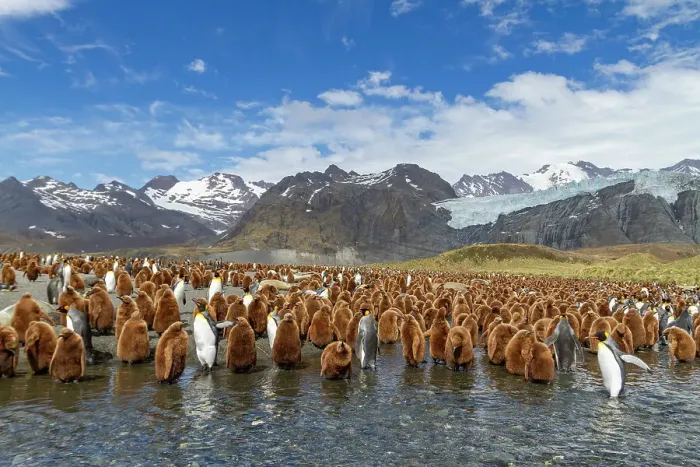 Framed Print : Adult king penguins (Aptenodytes patagonicus) amongst chicks at breeding colony at Gold Harbour, South Georgia Island, Polar Regions Framed Print : Adult king penguins (Aptenodytes patagonicus) amongst chicks at breeding colony at Gold Harbour, South Georgia Island, Polar Regions