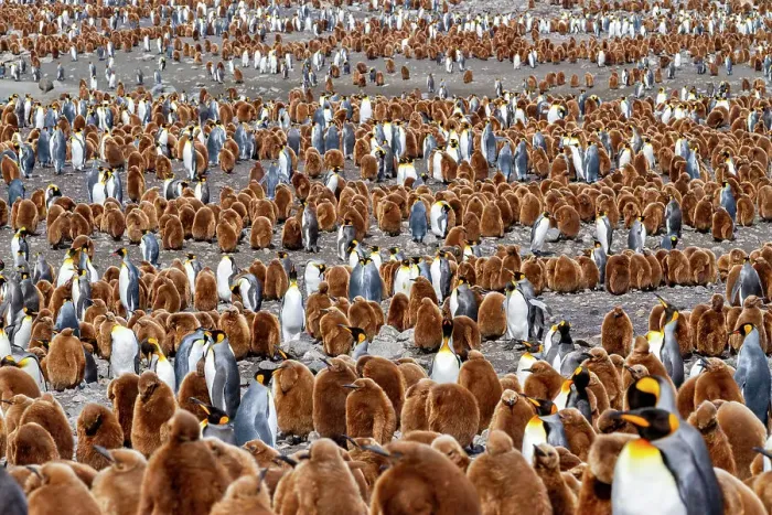 Framed Print : Adult king penguins (Aptenodytes patagonicus) amongst chicks at breeding colony at Gold Harbour, South Georgia Island, Polar Regions Framed Print : Adult king penguins (Aptenodytes patagonicus) amongst chicks at breeding colony at Gold Harbour, South Georgia Island, Polar Regions