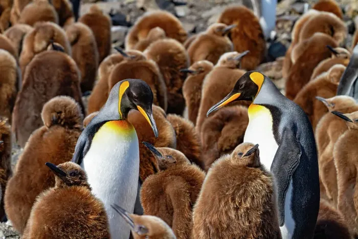 Framed Print : Adult king penguins (Aptenodytes patagonicus) amongst chicks (okum boys) at Salisbury Plain, South Georgia, Polar Regions Framed Print : Adult king penguins (Aptenodytes patagonicus) amongst chicks (okum boys) at Salisbury Plain, South Georgia, Polar Regions