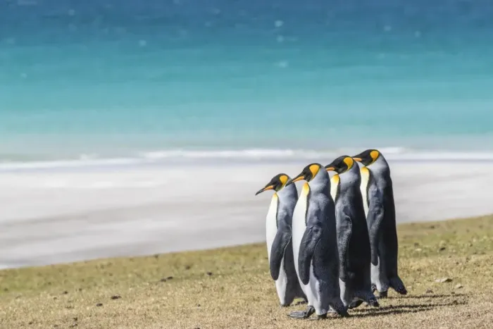 Framed Print : Adult king penguins (Aptenodytes patagonicus) on the grassy slopes of Saunders Island