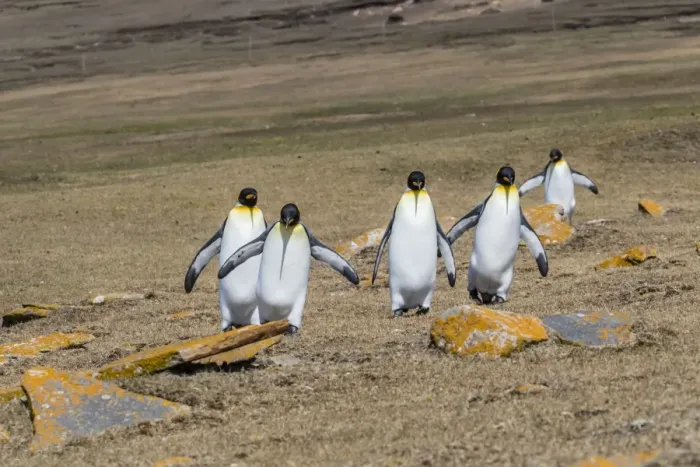 Framed Print : Adult king penguins (Aptenodytes patagonicus) on the grassy slopes of Saunders Island Framed Print : Adult king penguins (Aptenodytes patagonicus) on the grassy slopes of Saunders Island