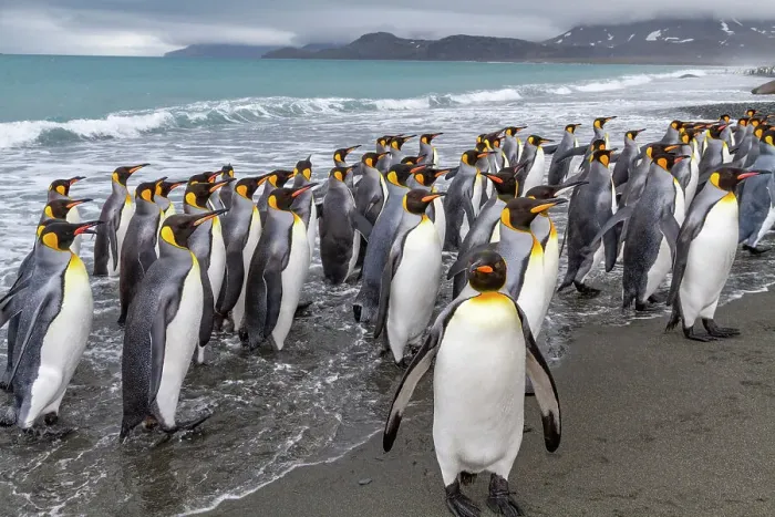 Framed Print : Adult king penguins (Aptenodytes patagonicus) returning from sea to the nesting colony at Salisbury Plain, South Georgia, Polar Regions Framed Print : Adult king penguins (Aptenodytes patagonicus) returning from sea to the nesting colony at Salisbury Plain, South Georgia, Polar Regions