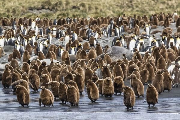 Adult king penguins and okum boy chicks (Aptenodytes patagonicus) heading to sea in Gold Harbor