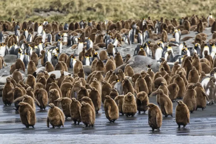 Framed Print : Adult king penguins and okum boy chicks (Aptenodytes patagonicus) heading to sea in Gold Harbor Framed Print : Adult king penguins and okum boy chicks (Aptenodytes patagonicus) heading to sea in Gold Harbor
