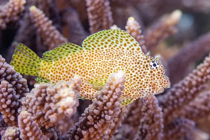 Framed Print : An adult leopard blenny (Exallias brevis), off Bangka Island, near Manado, Sulawesi, Indonesia, Southeast Asia, Asia Framed Print : An adult leopard blenny (Exallias brevis), off Bangka Island, near Manado, Sulawesi, Indonesia, Southeast Asia, Asia