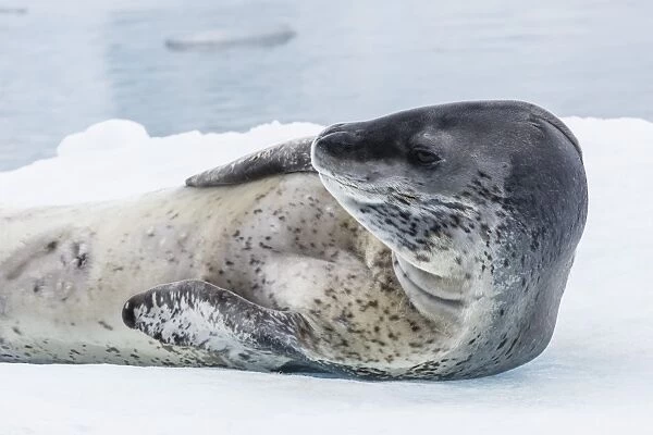 Adult leopard seal (Hydrurga leptonyx) hauled out on ice in Paradise Bay on the western side of the Antarctic Peninsula, Antarctica, Polar Regions