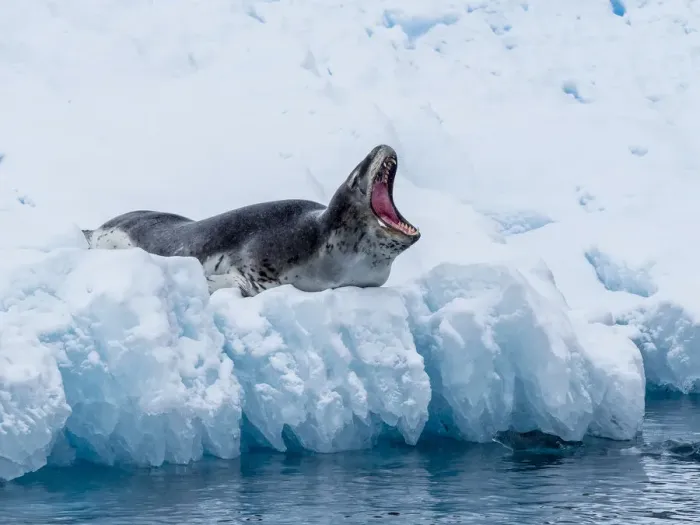 Framed Print : An adult leopard seal (Hydrurga leptonyx), hauled out on ice in Cierva Cove, Antarctica Framed Print : An adult leopard seal (Hydrurga leptonyx), hauled out on ice in Cierva Cove, Antarctica