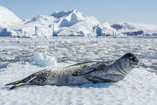 Adult leopard seal (Hydrurga leptonyx) on ice in Cierva Cove, Antarctic Peninsula, Antarctica, Southern Ocean, Polar Regions