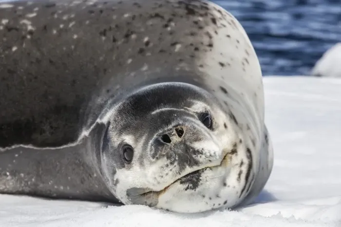 Framed Print : Adult leopard seal (Hydrurga leptonyx), Booth Island, Antarctica, Southern Ocean, Polar Regions Framed Print : Adult leopard seal (Hydrurga leptonyx), Booth Island, Antarctica, Southern Ocean, Polar Regions