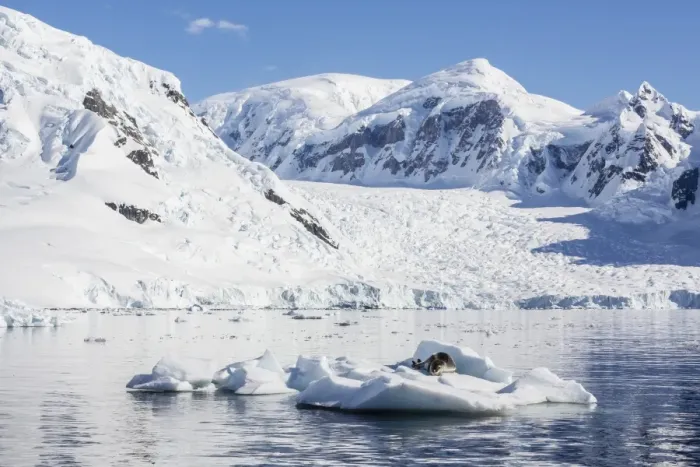Framed Print : Adult leopard seal (Hydrurga leptonyx), Paradise Bay, Antarctica, Southern Ocean, Polar Regions Framed Print : Adult leopard seal (Hydrurga leptonyx), Paradise Bay, Antarctica, Southern Ocean, Polar Regions