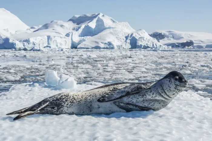 Framed Print : Adult leopard seal (Hydrurga leptonyx) on ice in Cierva Cove, Antarctic Peninsula, Antarctica, Southern Ocean, Polar Regions Framed Print : Adult leopard seal (Hydrurga leptonyx) on ice in Cierva Cove, Antarctic Peninsula, Antarctica, Southern Ocean, Polar Regions