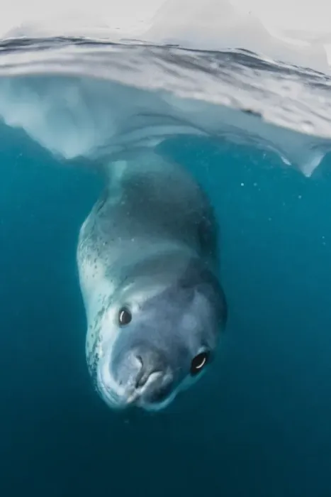 Framed Print : Adult leopard seal (Hydrurga leptonyx) inspecting the camera above and below water at Damoy Point, Antarctica, Polar Regions Framed Print : Adult leopard seal (Hydrurga leptonyx) inspecting the camera above and below water at Damoy Point, Antarctica, Polar Regions