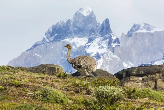 Framed Print : Adult lesser rhea (Pterocnemia pennata), Torres del Paine National Park, Patagonia, Chile, South America Framed Print : Adult lesser rhea (Pterocnemia pennata), Torres del Paine National Park, Patagonia, Chile, South America