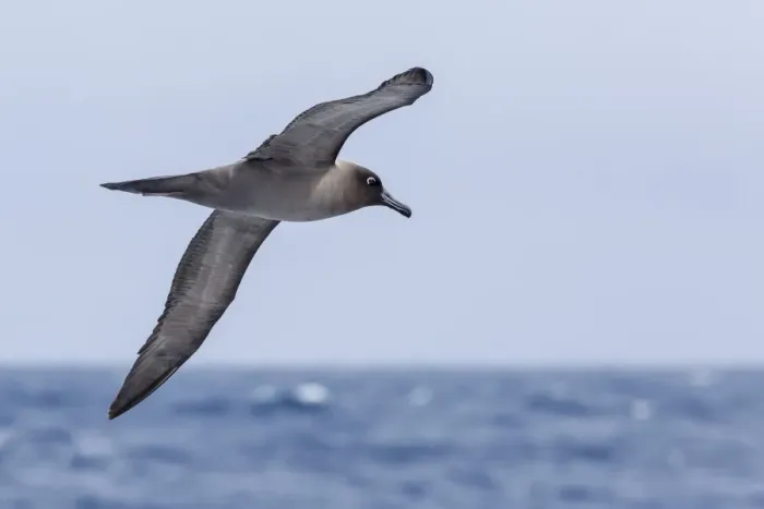Framed Print : Adult light-mantled sooty albatross (Phoebetria palpebrata) in flight in the Drake Passage, Antarctica, Polar Regions Framed Print : Adult light-mantled sooty albatross (Phoebetria palpebrata) in flight in the Drake Passage, Antarctica, Polar Regions