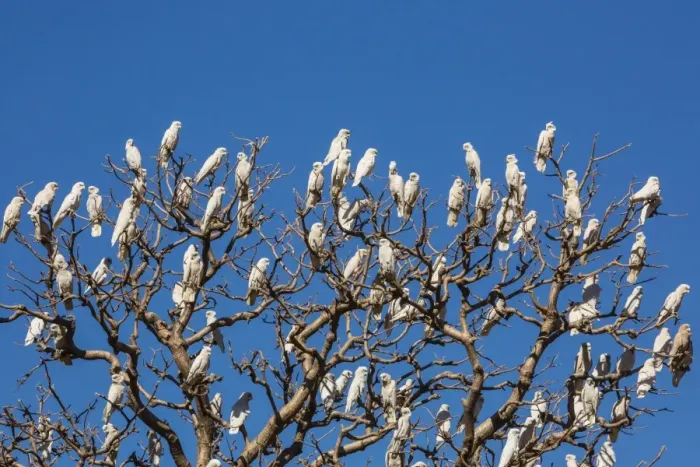 Framed Print : Adult little corellas (Cacatua sanguinea) in boab tree in Wyndham, Kimberley, Western Australia, Australia, Pacific Framed Print : Adult little corellas (Cacatua sanguinea) in boab tree in Wyndham, Kimberley, Western Australia, Australia, Pacific