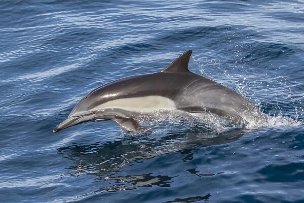 Adult long-beaked common dolphi (Delphinus capensis) leaping near Isla Carmen, Baja California Sur
