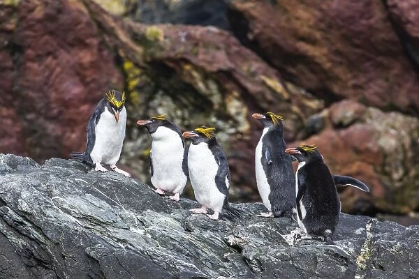 Adult macaroni penguins (Eudyptes chrysolophus), Cooper Bay, South Georgia Island, South Atlantic Ocean, Polar Regions
