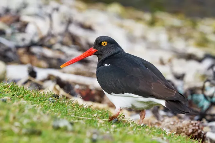 Framed Print : Adult Magellanic oystercatcher (Haematopus leucopodus) on Carcass Island in the Falkland Islands