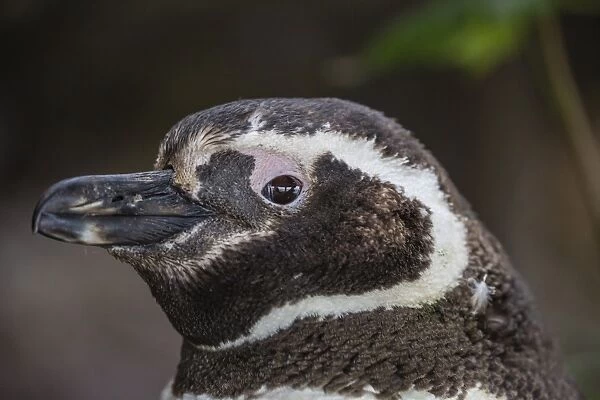 Adult Magellanic penguin (Spheniscus magellanicus) head detail, Gypsy Cove, outside Stanley