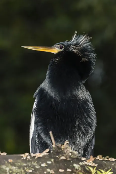 Framed Print : An adult male anhinga, Anhinga anhinga, at night in Tortuguero National Park, Costa Rica Framed Print : An adult male anhinga, Anhinga anhinga, at night in Tortuguero National Park, Costa Rica