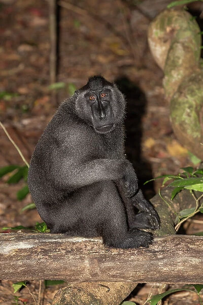 An adult male Celebes crested macaque (Macaca nigra), foraging in Tangkoko Batuangus Nature Reserve, Sulawesi, Indonesia, Southeast Asia, Asia
