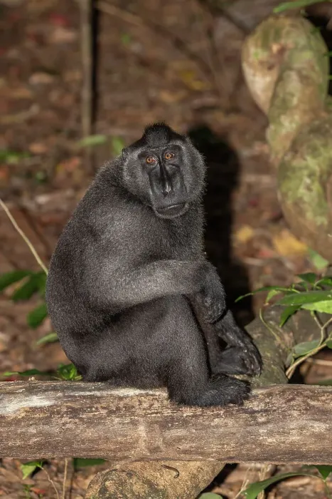 Framed Print : An adult male Celebes crested macaque (Macaca nigra), foraging in Tangkoko Batuangus Nature Reserve, Sulawesi, Indonesia, Southeast Asia, Asia Framed Print : An adult male Celebes crested macaque (Macaca nigra), foraging in Tangkoko Batuangus Nature Reserve, Sulawesi, Indonesia, Southeast Asia, Asia