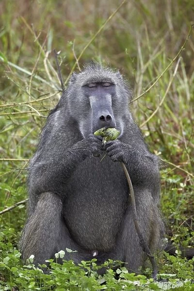 Adult male Chacma Baboon (Papio ursinus) eating a water lily tuber, Kruger National Park, South Africa, Africa