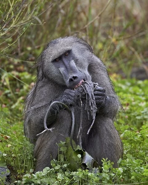 Adult male Chacma baboon (Papio ursinus) eating a water lily tuber, Kruger National Park, South Africa, Africa