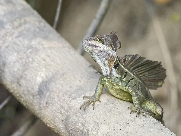 An adult male common basilisk (Basiliscus basiliscus) on a log next to a stream in Caletas, Costa Rica, Central America