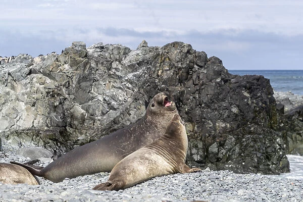 Adult male and female southern elephant seals (Mirounga leonina)